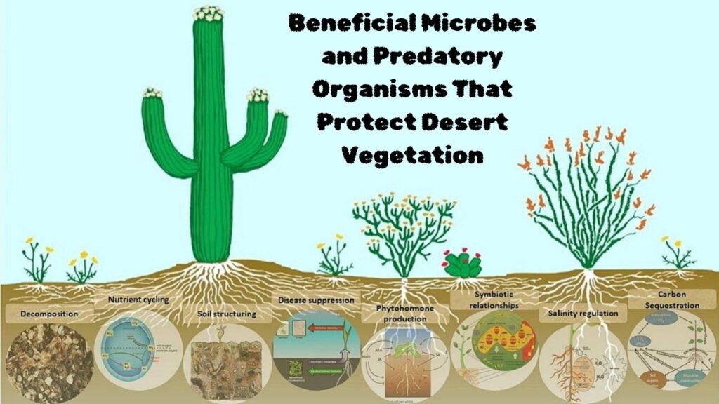 Beneficial Microbes and Predatory Organisms That Protect Desert Vegetation