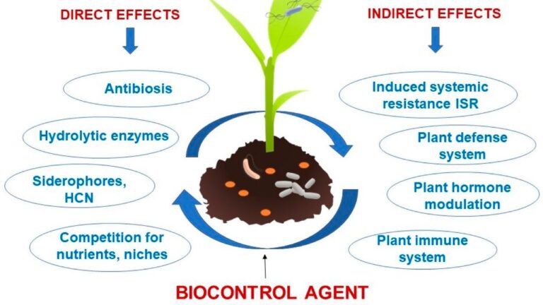 Biological Control of Common Desert Plant Diseases