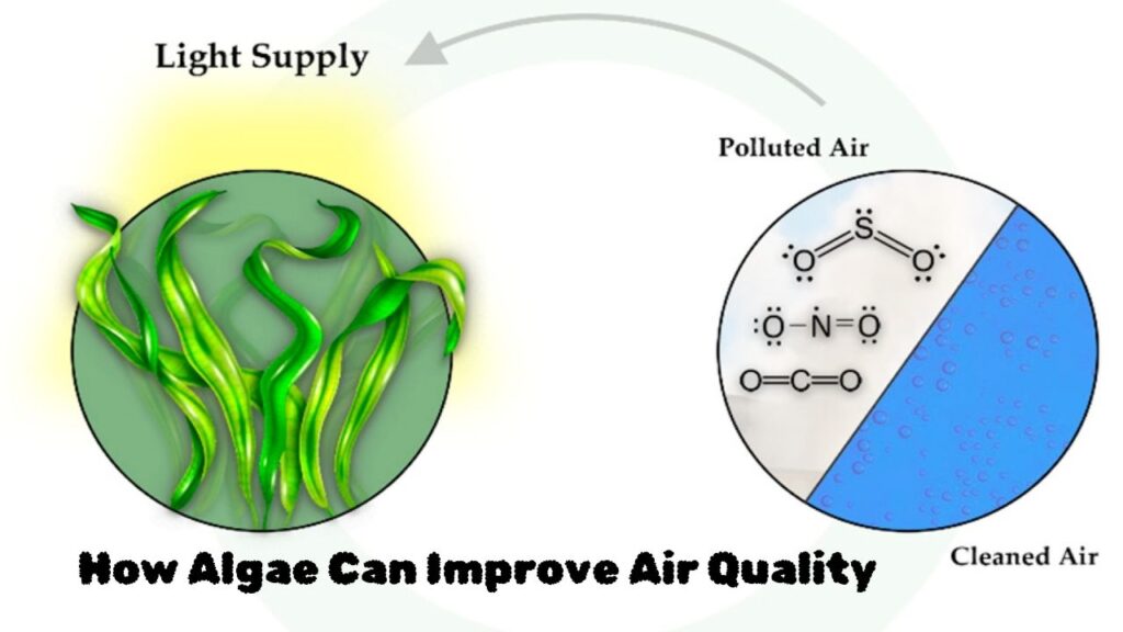 How Algae Can Improve Air Quality