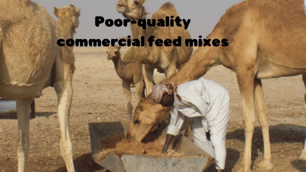 Poor-quality commercial feed mixes