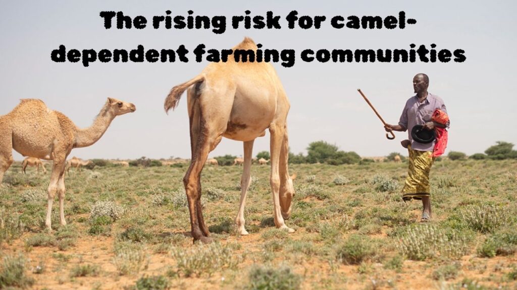 The rising risk for camel-dependent farming communities